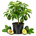 Avocado Tree Live Plant, 3 Gallons Pot, Vigorous Evergreen Shade Tree for Backyard Gardens & Orchard Planting, Grow Delicious Creamy Avocados at Home (No Ship to CA, HI, AK)