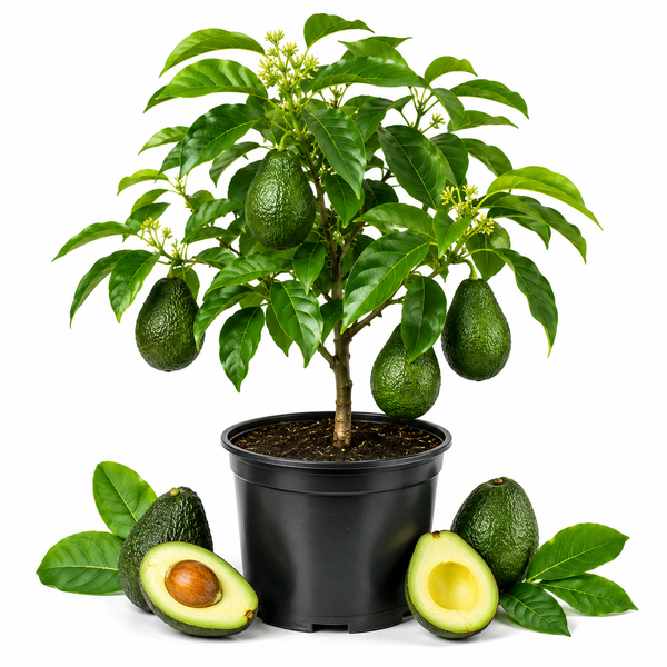 Avocado Tree Live Plant, 3 Gallons Pot, Vigorous Evergreen Shade Tree for Backyard Gardens & Orchard Planting, Grow Delicious Creamy Avocados at Home (No Ship to CA, HI, AK)