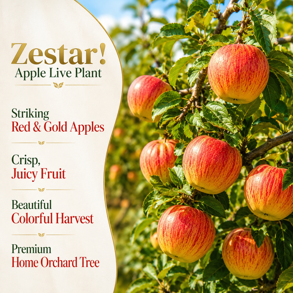 Apple Tree Live Plant in 3 Gallon Pot, Fast Growing Zestar Apple Trees Live Plants Ready to Fruit, Perfect for Home Backyard and Garden (No Ship to CA, HI, AK)