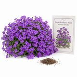 600 Rockcress Seeds (Aubrieta deltoidea), High Yield, Easy to Grow, Native Perennial Flower Seed for Borders & Gardens Planting