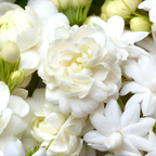 Grand Duke Jasmine Plant | Tuscany Jasmine Plant | Size 4 to 5 Inch Tall | Fragrant Flowering Jasmine | Year Round Blooming | Well Rooted