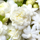 3 Count Jasmine Live Plant | Grand Duke of Tuscany Jasmine | Produce Fragrant Flowers | Live Jasmine Plant for Outdoor Garden or Home Office | 4 to 6 Inc