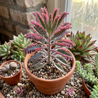 Kalanchoe Pink Butterfly Live Succulent Plant – 2 Inch Potted | Colorful Indoor | Beautiful Gift for Plant Lovers