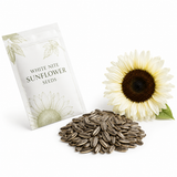 60 White Nite Sunflower Seeds for Planting, Non-GMO, Easy to Grow, Fast Growing, Single-Stem Hybrid Sunflower Seeds, Perfect Unique Gift, Ideal for Borders & Outdoor Spaces