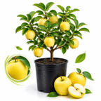 Golden Delicious Apple Tree, Malus Domestica Starter, 3 Gal Pot, Cold-Hardy Edible Yellow Apple Tree for Large Pots and Home Gardens (No Ship to CA,HI,AK)
