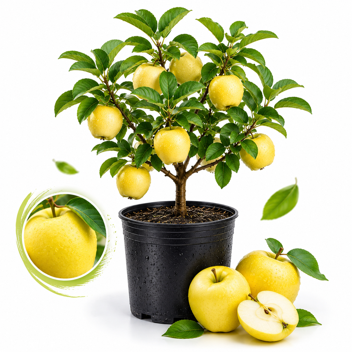 Golden Delicious Apple Tree, Malus Domestica Starter, 3 Gal Pot, Cold-Hardy Edible Yellow Apple Tree for Large Pots and Home Gardens (No Ship to CA,HI,AK)