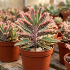 Kalanchoe Pink Butterfly Live Succulent Plant – 2 Inch Potted | Colorful Indoor | Beautiful Gift for Plant Lovers
