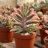 Kalanchoe Pink Butterfly Live Succulent Plant – 2 Inch Potted | Colorful Indoor | Beautiful Gift for Plant Lovers