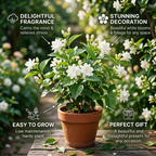 Grand Duke Jasmine Live Plant – 4–5 Inch Tall Tuscany Jasmine | Fragrant Flowering Houseplant | Gift Story Card Included | Friendship & New Home Gift for Women
