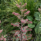 Kalanchoe Pink Butterfly Live Succulent Plant – 2 Inch Potted | Colorful Indoor | Beautiful Gift for Plant Lovers