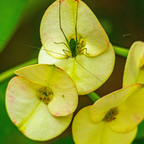 Yellow Euphorbia Milii Live Plant | Crown of Thorns Houseplant | 4 to 8 Inch Tall, Easy to Grow Indoor or Outdoor Decorative Plant, Patio Garden, Home Office