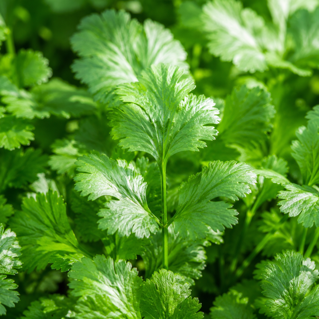 450 Slow Bolt Cilantro Seeds, Non-GMO Coriandrum sativum Seeds, High-Yielding, Heat Tolerant Edible Herb Seeds for Indoor, Outdoor Garden