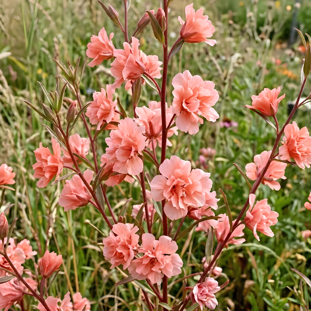 50 Pcs Salmon Clarkia Seeds, Heirloom Non-GMO Annual Flowers, Low Maintenance Ruffled Blooms for Cut Floral Bouquets