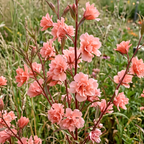 50 Pcs Salmon Clarkia Seeds, Heirloom Non-GMO Annual Flowers, Low Maintenance Ruffled Blooms for Cut Floral Bouquets