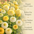 200 Blueberry Cheesecake Zinnia Seeds Mix for Planting, Heirloom, Easy to Grow, High-Yielding, Lavender Purple Cream Blooms for Stunning Summer Bouquets
