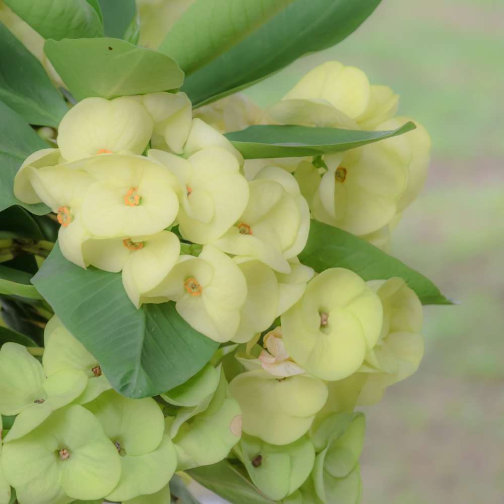 Yellow Euphorbia Milii Live Plant | Crown of Thorns Houseplant | 4 to 8 Inch Tall, Easy to Grow Indoor or Outdoor Decorative Plant, Patio Garden, Home Office