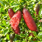 Red Finger Lime Trees Live Plants | 1 Gallon Live Potted Citrus Tree | Citrusy Juicy Fruit for Cooking, Juicing & Home Gardening (No Ship to CA,HI,AK)