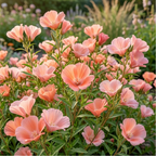 50 Pcs Salmon Clarkia Seeds, Heirloom Non-GMO Annual Flowers, Low Maintenance Ruffled Blooms for Cut Floral Bouquets