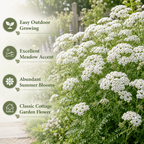 500 White Yarrow Seeds, Non GMO, Hardy, Drought Tolerant Native Flower, High-Yielding Achillea Groundcover for Rock Gardens