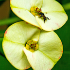 Yellow Euphorbia Milii Live Plant | Crown of Thorns Houseplant | 4 to 8 Inch Tall, Easy to Grow Indoor or Outdoor Decorative Plant, Patio Garden, Home Office