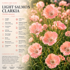 50 Pcs Salmon Clarkia Seeds, Heirloom Non-GMO Annual Flowers, Low Maintenance Ruffled Blooms for Cut Floral Bouquets