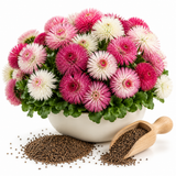 Mixed Bellis English Daisy Seeds for Planting Outdoors, 20 Pcs, Heirloom, Easy Care, Colorful Double Blooms Flower Seeds for Outdoor Spaces