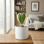 2 Variegated Hoya Heart Plant, 2 Inch Pot Size, Potted Indoor Plant, Small Decorative Plant for Bright Indoor Areas and Shelves