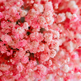 200 Pcs Carmine Baby's Breath Seeds, Heirloom Pink Gypsophila for Planting, Fast-Growing Flowers for Charming Sunlit Gardens & Floral Crafts