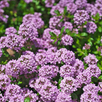 250 Pcs Creeping Thyme Seeds for Planting Outdoors, Non-GMO Heirloom Ground Cover, Fragrant Pink Blooms for Gardens & Walkways