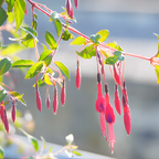 2 Fuchsia Plants Live, Gold and Red Foliage, 6-12 Inch Tall, Autumnale Variety, Trailing Flowering Plant, Ideal for Hanging Baskets
