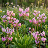 50 Pcs Midland Shooting Star Seeds, Vigorous Heirloom Native Spring Flowers for Planting, Fast-Growing Perennials for Partial Shade Landscapes