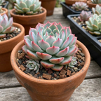 Echeveria Minima Live Succulent in 4 Inch Potted, Plant for Home Office, Wedding Hanging Decoration & DIY Projects