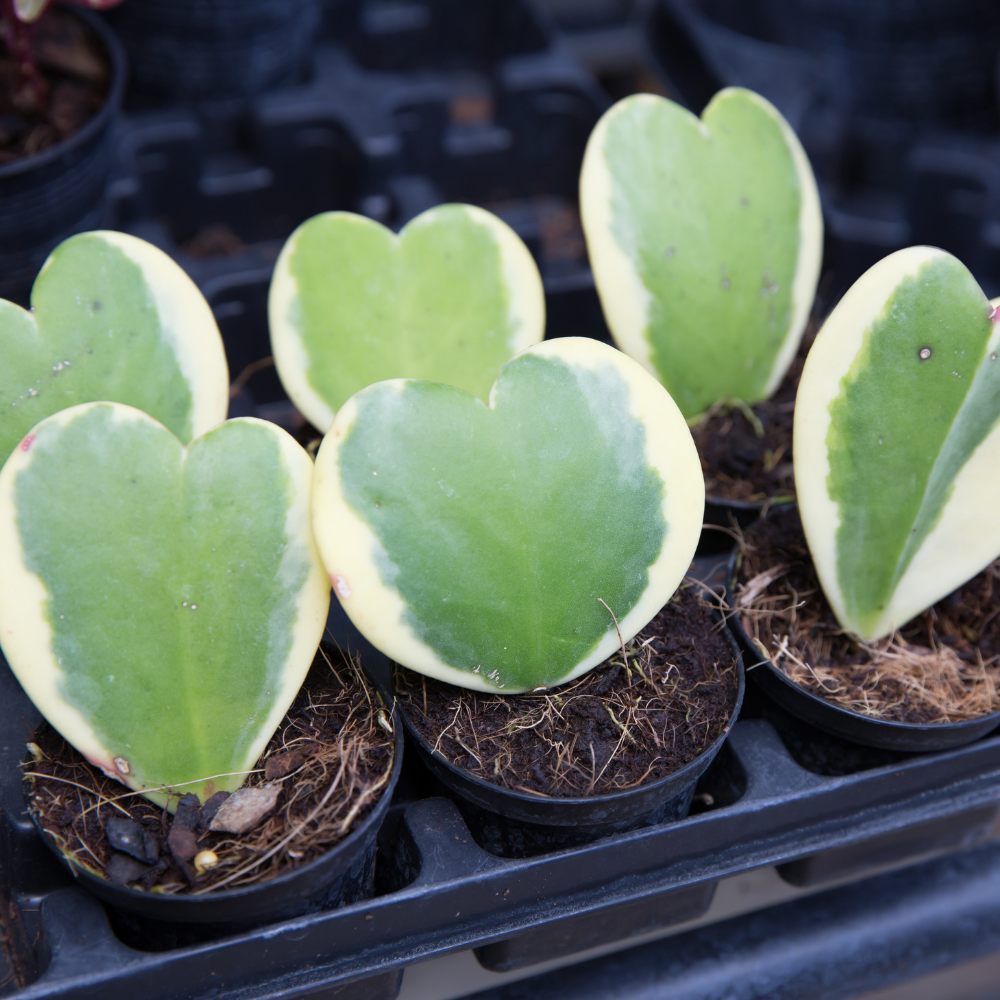 Variegated Hoya Kerrii Heart Plant Live, 2 Inch Pot, Potted Heart-Shaped Succulent, Yellow and Green Indoor Plant for Desks and Gifts