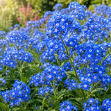 400 Pcs Cape Forget Me Not Seeds for Planting Outdoors, Grow Robust, Easy to Care Vibrant Blue Flowers for Pollinator Gardens