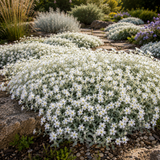 1000 Pcs Snow in Summer Seeds for Planting Outdoors, Grow Robust, Easy to Care Creeping White Flowers for Yard Borders