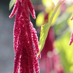 300 Pcs Love Lies Bleeding Amaranth Seeds for Planting Outdoors, Non-GMO Heirloom Flowers, Low Maintenance Red Cascading Blooms for Yard Borders
