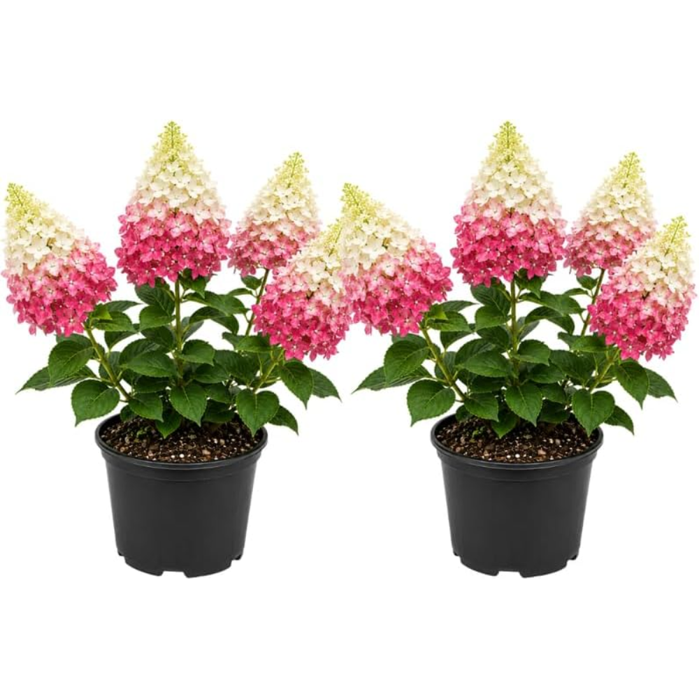 2 Pinky Winky Hydrangea Live Plants in Quart Pot, 6-12" Tall Hydrangea Bushes Ready to Plant, Grow Robust Floral Clusters for Hedges & Outdoor Landscapes