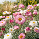 1000 Pcs Paper Daisy Seeds, Heirloom Strawflower Mix for Planting, Robust Fast-Growing Plants for Bright Sunlit Gardens & Floral Crafts