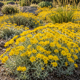 200 Pcs Oregon Sunshine Flower Seeds, Vigorous Heirloom Yellow Daisies for Planting, Robust Drought-Tolerant Plants for Bright Sunlit Yards & Patios