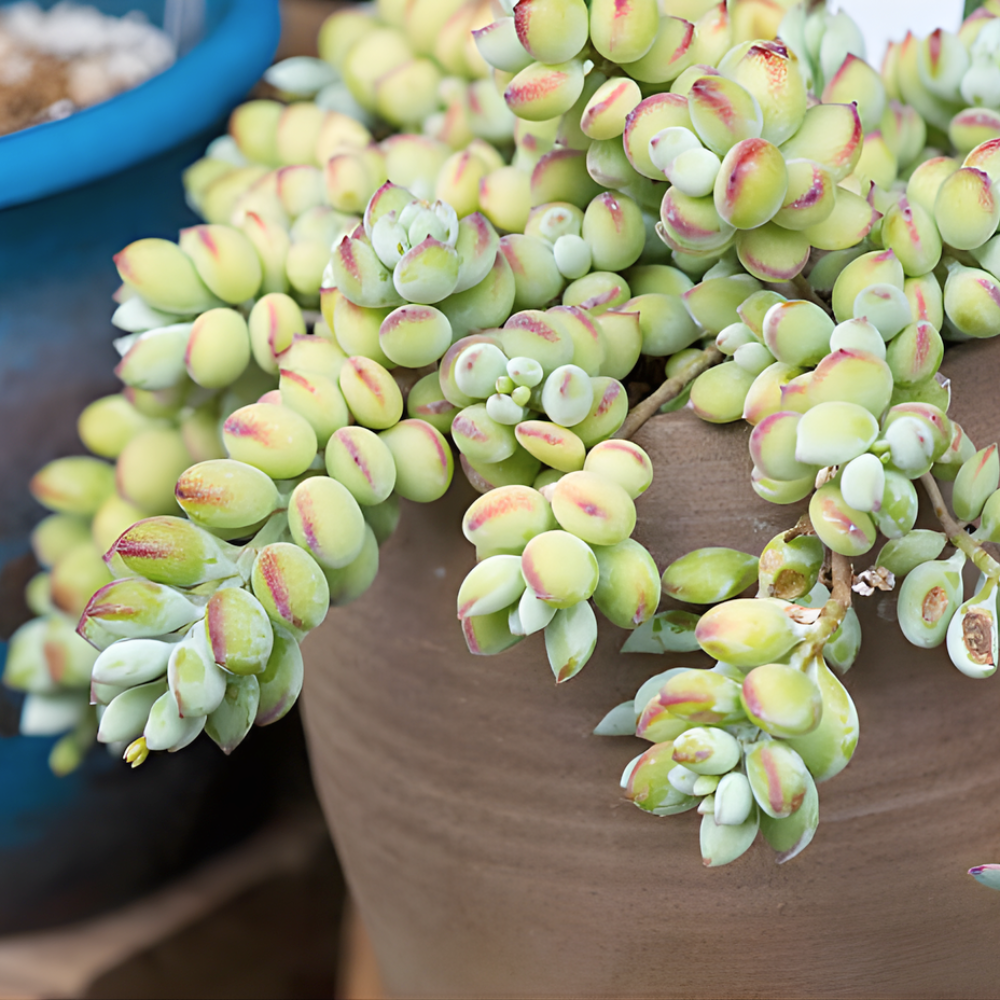 Cotyledon Pendens Succulent Plant Live – 2 Inch Pot | Rare Trailing Houseplant | Easy-Care Indoor Succulent