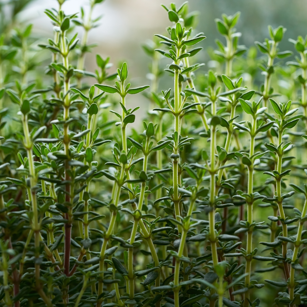 Thyme Plants Live, French Thyme, 4-Inch Tall, Easy to Grow & Low Maintenance, Fresh Culinary Herb for Cooking, Indoor/Outdoor Herb Garden