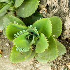 Kalanchoe Mother of Thousands Plant Live in 4" Inch Pot | Unique Fast-Growing Succulent | Ideal Indoor Houseplant for Home & Office Décor