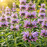 500 Pcs Lemon Mint Seeds, Heirloom Monarda Citriodora for Planting, Fast-Growing Aromatic Herbs for Bright Sunlit Gardens
