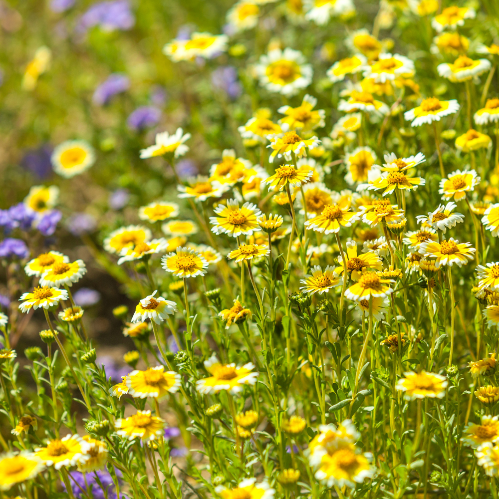 150 Pcs Tidy Tips Seeds for Planting Outdoors, Non-GMO Heirloom Wildflowers, Sturdy Low Maintenance t Blooms for Sunlit Yard Borders