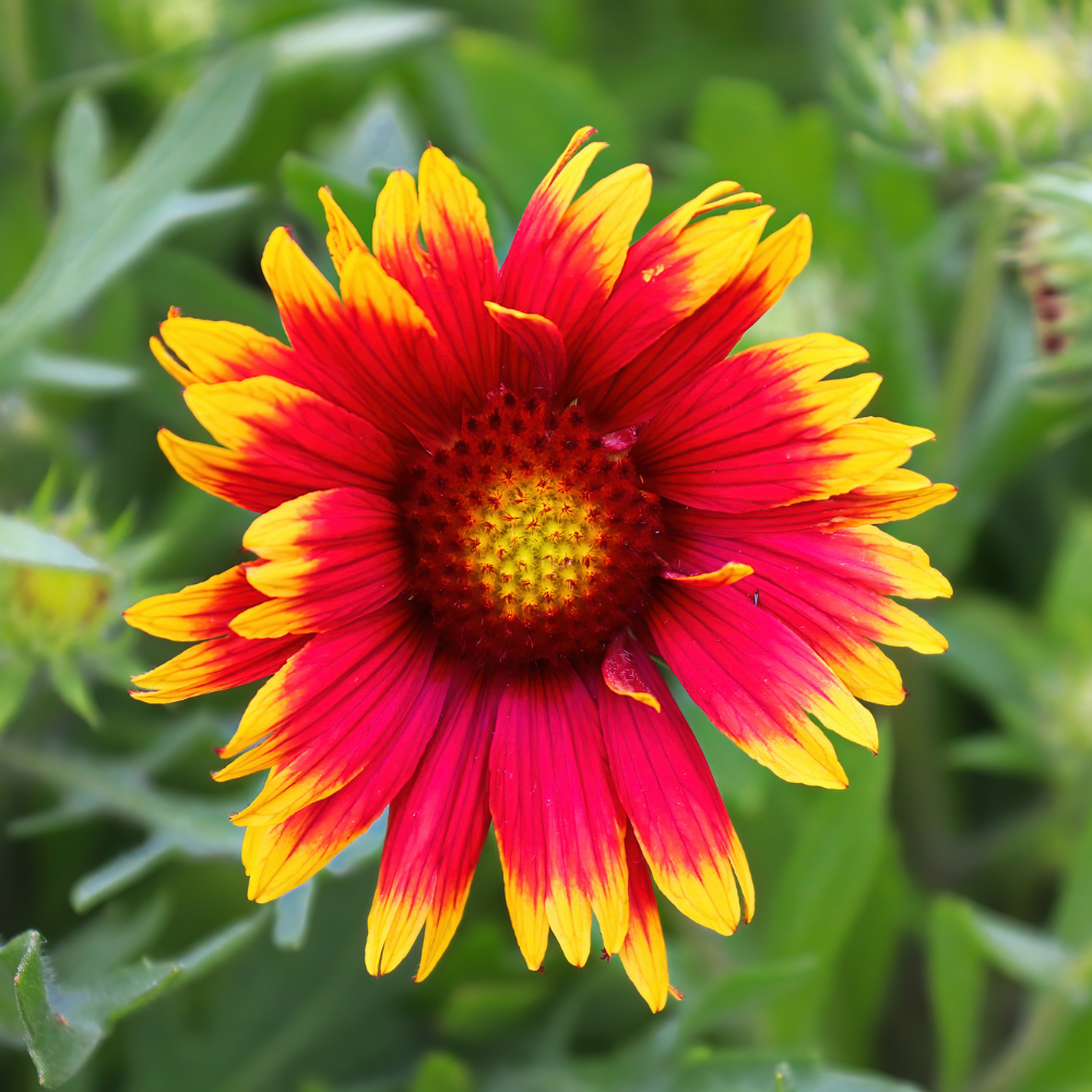 200 Pcs Blanket Flower Seeds for Planting Outdoors, Non-GMO Heirloom Gaillardia Aristata, Sturdy Low Maintenance Blooms for Yard Borders
