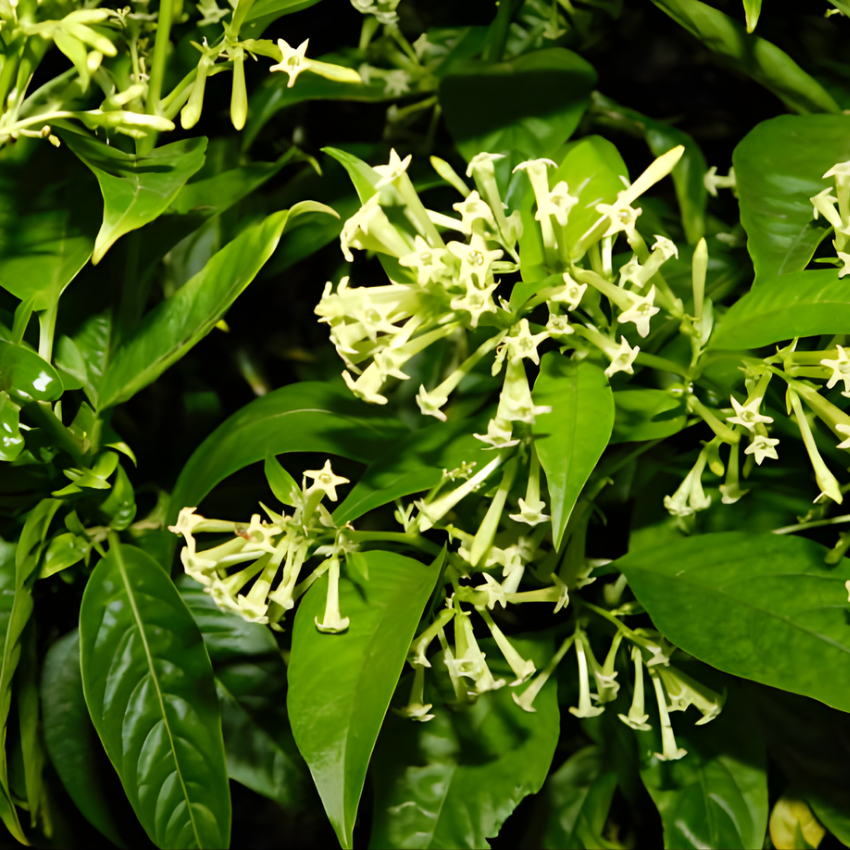 Night Blooming Jasmine Plant Indoor Live, Midnight Jasmine in 4 Inch Pot, Night Scented Flowering Plant for Patios