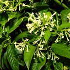Night Blooming Jasmine Plant Indoor Live, Midnight Jasmine in 4 Inch Pot, Night Scented Flowering Plant for Patios