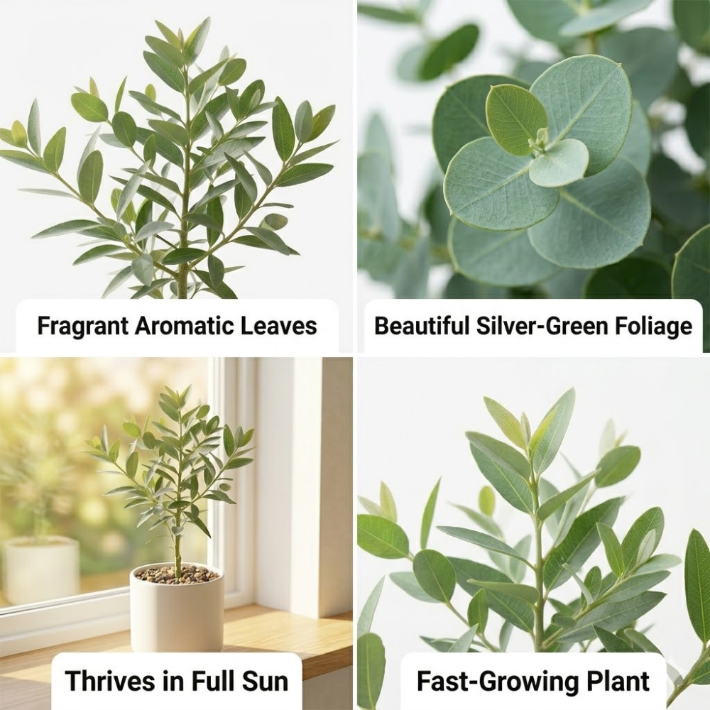 2 Large Lemon Eucalyptus Plant Live, Fast Growing & Sun-Loving Live Eucalyptus Tree Plants for Patio, Porch and Deck