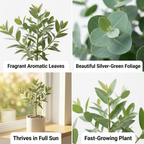 2 Large Lemon Eucalyptus Plant Live, Fast Growing & Sun-Loving Live Eucalyptus Tree Plants for Patio, Porch and Deck