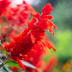 100 Pcs Scarlet Sage Seeds, Heirloom Non-GMO Flowers, Low Maintenance Vibrant Tubular Blooms for Hummingbirds